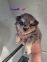 Cornelia , a female Pomeranian for sale in Greenville, TN – Photo 1 of 5