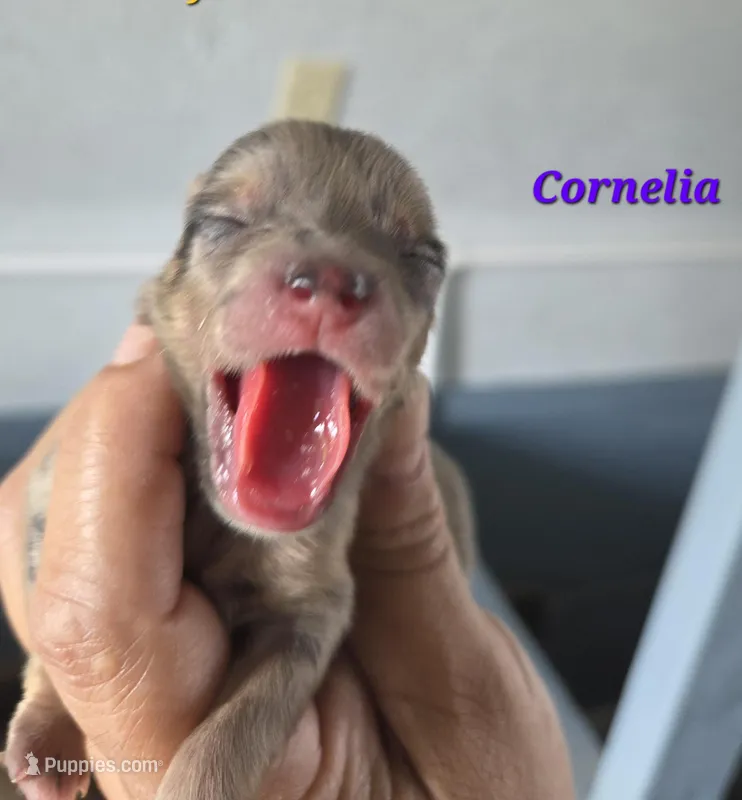 Cornelia  – Pomeranian puppy for sale in Greenville, TN