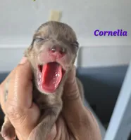 Cornelia , a female Pomeranian for sale in Greenville, TN – Photo 1 of 4