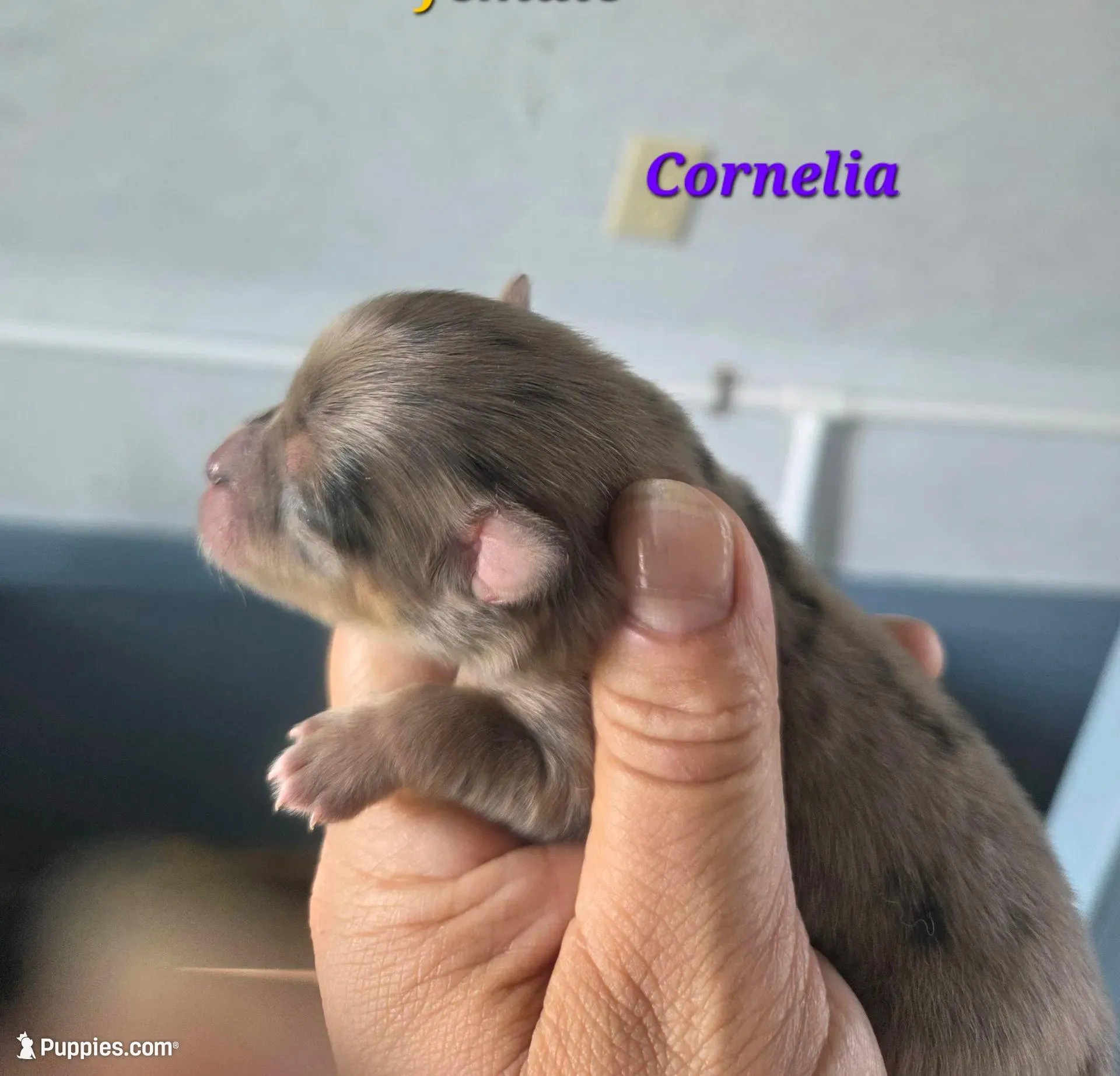 Cornelia  – Pomeranian puppy for sale in Greenville, TN