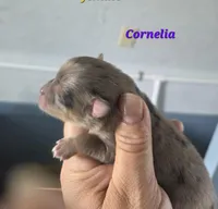 Cornelia , a female Pomeranian for sale in Greenville, TN – Photo 2 of 4