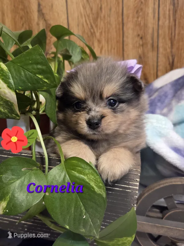 Cornelia  – Pomeranian puppy for sale in Greenville, TN