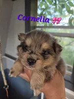 Cornelia , a female Pomeranian for sale in Greenville, TN – Photo 3 of 5