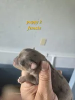 Cornelia , a female Pomeranian for sale in Greenville, TN – Photo 3 of 4