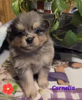 Cornelia , a female Pomeranian for sale in Greenville, TN – 8 of 8