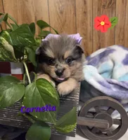 Cornelia , a female Pomeranian for sale in Greenville, TN – 5 of 8