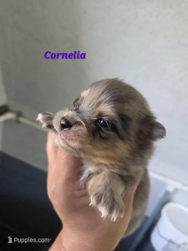 Cornelia  – Pomeranian puppy for sale in Greenville, TN