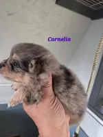 Cornelia , a female Pomeranian for sale in Greenville, TN – Photo 4 of 5