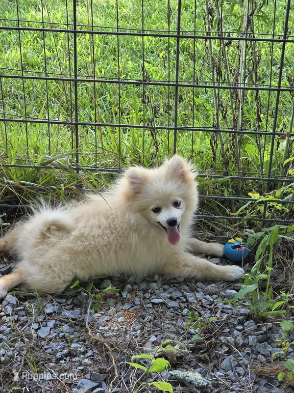 Monstro  – Pomeranian puppy for sale in Greenville, TN