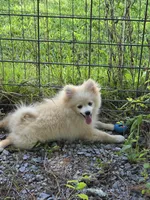 Monstro , a male Pomeranian for sale in Greenville, TN – 5 of 10