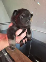 Necron, a male Pomeranian for sale in Greenville, TN – Photo 5 of 10