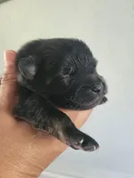 Necron, a male Pomeranian for sale in Greenville, TN – Photo 9 of 10