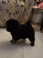 Necron, a male Pomeranian for sale in Greenville, TN – Photo 3 of 10