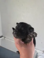 Necron, a male Pomeranian for sale in Greenville, TN – Photo 8 of 10