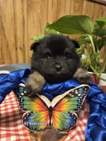 Necron, a male Pomeranian for sale in Greenville, TN – Photo 1 of 10
