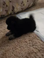 Necron, a male Pomeranian for sale in Greenville, TN – Photo 2 of 10