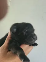 Necron, a male Pomeranian for sale in Greenville, TN – Photo 10 of 10