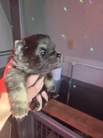 Necron, a male Pomeranian for sale in Greenville, TN – Photo 7 of 10
