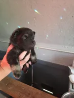 Necron, a male Pomeranian for sale in Greenville, TN – Photo 6 of 10