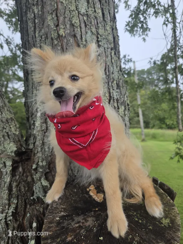 Snickerdoodle – Pomeranian puppy for sale in Mohawk, TN