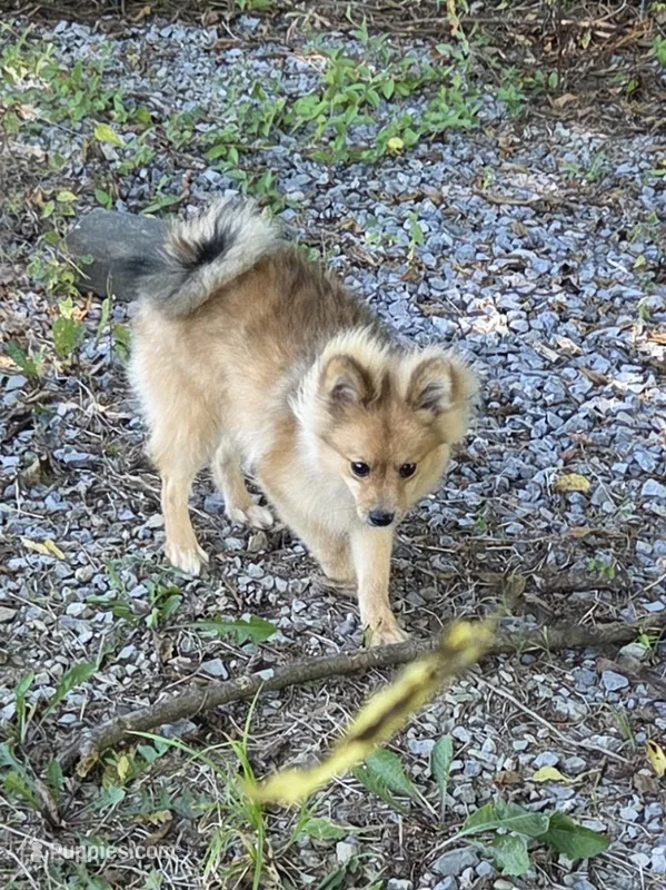 Teddy  – Pomeranian puppy for sale in Mohawk, TN