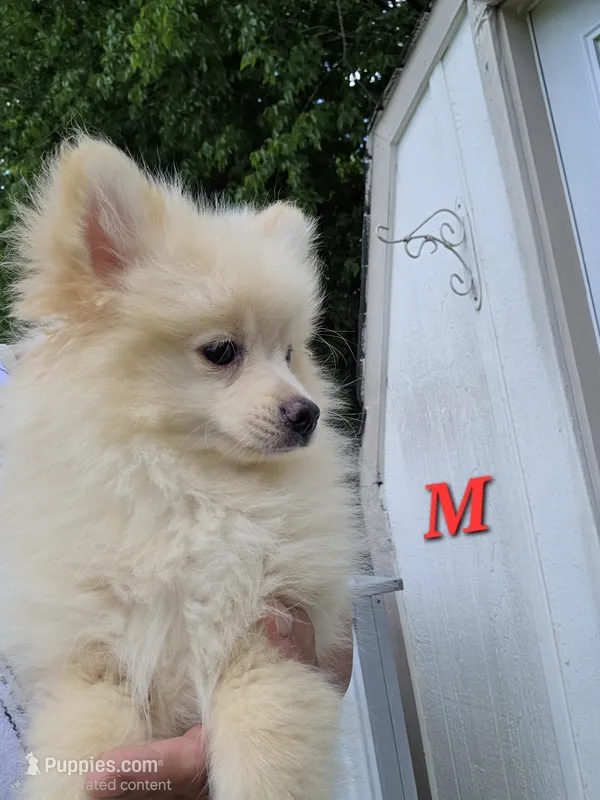 Monstro  – Pomeranian puppy for sale in Greenville, TN