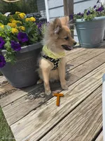 Teddy , a male Pomeranian for sale in Mohawk, TN – 2 of 10