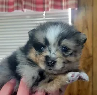 Hollie, a female Pomeranian for sale in Greenville, TN – Photo 2 of 6