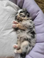 Hollie, a female Pomeranian for sale in Greenville, TN – Photo 6 of 6