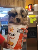 Hollie, a female Pomeranian for sale in Greenville, TN – Photo 1 of 6