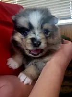 Hollie, a female Pomeranian for sale in Greenville, TN – Photo 4 of 6