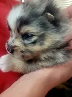 Hollie, a female Pomeranian for sale in Greenville, TN – Photo 5 of 6