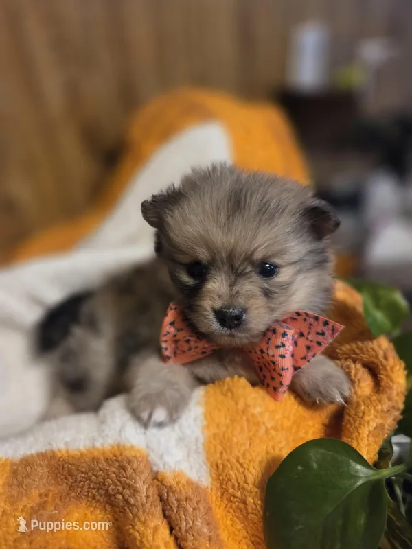 Teddy  – Pomeranian puppy for sale in Greenville, TN