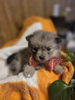 Teddy , a male Pomeranian for sale in Greenville, TN – 1 of 6