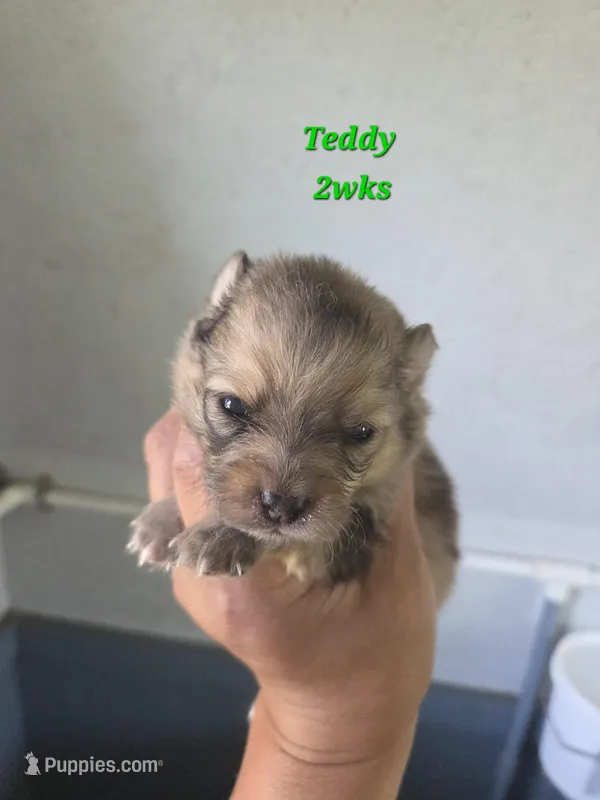 Teddy  – Pomeranian puppy for sale in Greenville, TN