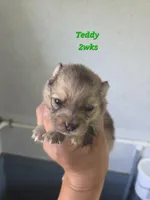 Teddy , a male Pomeranian for sale in Greenville, TN – Photo 4 of 7