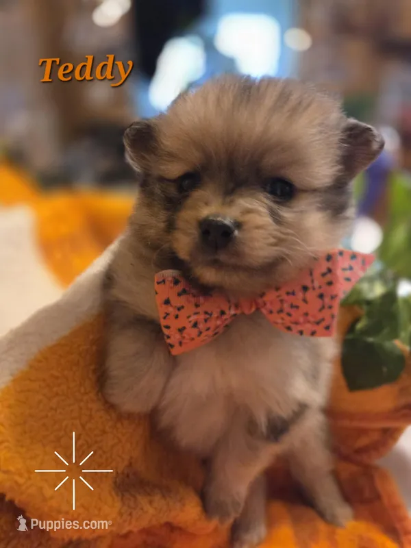 Teddy  – Pomeranian puppy for sale in Greenville, TN