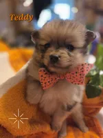 Teddy , a male Pomeranian for sale in Greenville, TN – 4 of 6