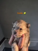 Teddy , a male Pomeranian for sale in Greenville, TN – Photo 2 of 7