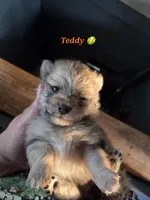 Teddy , a male Pomeranian for sale in Greenville, TN – Photo 5 of 7