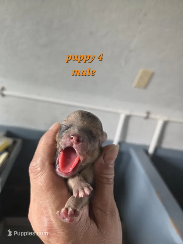 Teddy  – Pomeranian puppy for sale in Greenville, TN