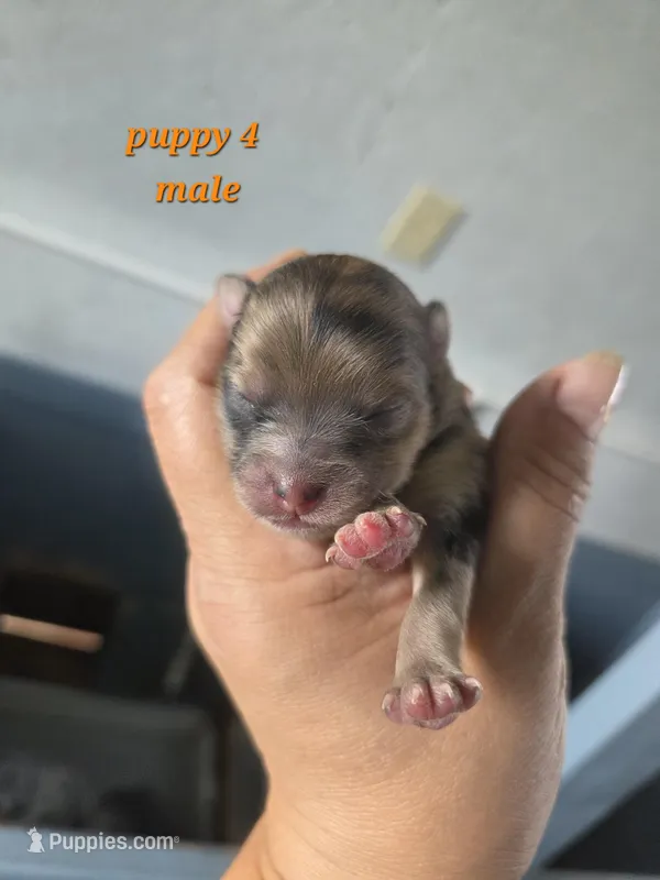 Teddy  – Pomeranian puppy for sale in Greenville, TN