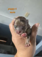 Teddy , a male Pomeranian for sale in Greenville, TN – Photo 1 of 3