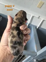 Teddy , a male Pomeranian for sale in Greenville, TN – Photo 3 of 3