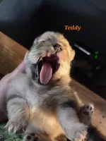 Teddy , a male Pomeranian for sale in Greenville, TN – Photo 3 of 7