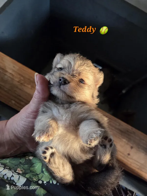 Teddy , a male Pomeranian for sale in Greenville, TN – Photo 1 of 7
