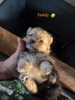 Teddy , a male Pomeranian for sale in Greenville, TN – Photo 1 of 7