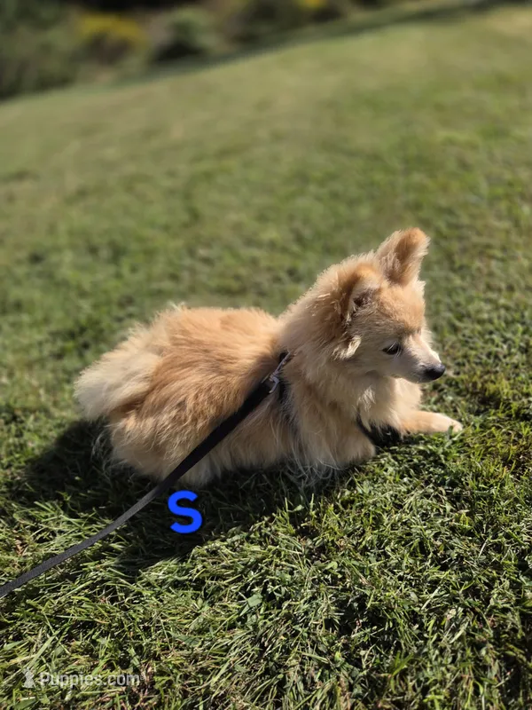 Snickerdoodle – Pomeranian puppy for sale in Mohawk, TN