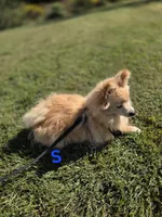 Snickerdoodle, a male Pomeranian for sale in Mohawk, TN – 3 of 10