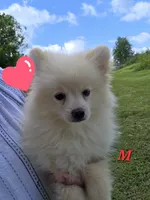 Monstro , a male Pomeranian for sale in Greenville, TN – 2 of 8
